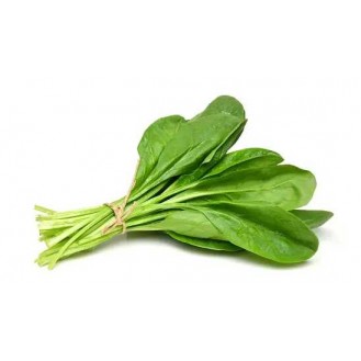 PALAK LEAF