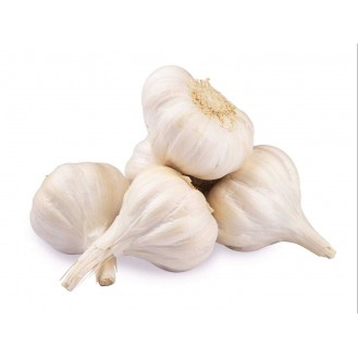 GARLIC - INDIA