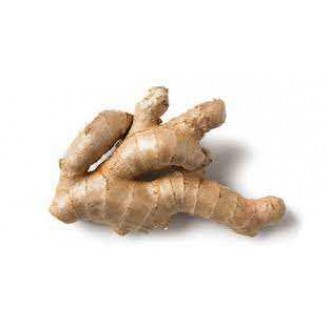 GINGER 