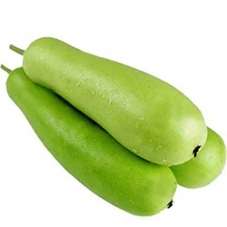 BOTTLE GOURD - INDIA
