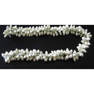 JASMINE 1 FT