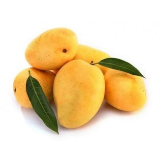 MANGO ALPHO/KESAR FRUIT