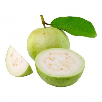 GUAVA INDIA